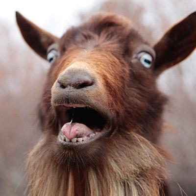 hhsgoatclub's profile picture. The best club at Hickman • We meet the first Friday of each month from 4:15-5:15