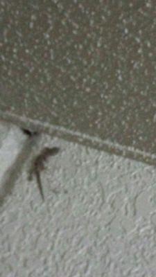 is0092ived's profile picture. 大学院生、滋賀、Studyplus、IT、プログラミング、英語、アクアリウム