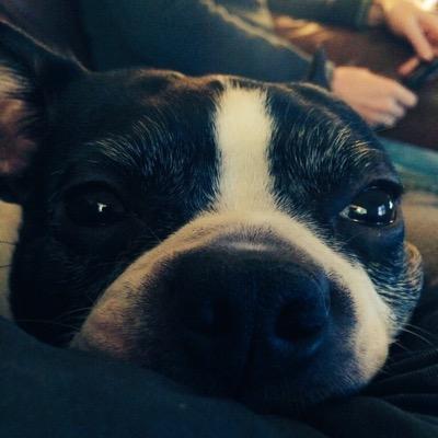 I am Charlie the doge. I like naps and food and sleeping and cuddling