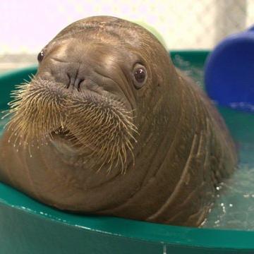 Baby walrus. Taste the inside of my brain. It's a lil weird but you might like it. Film/food nerd. Wannabe teen witch.