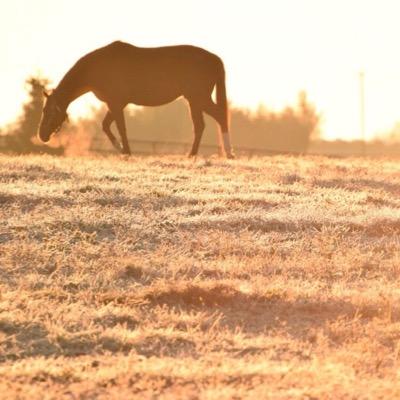 I love horses!!!!!!!!!