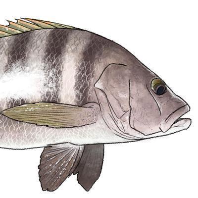 Sports #fishing, #science and #sustainability.