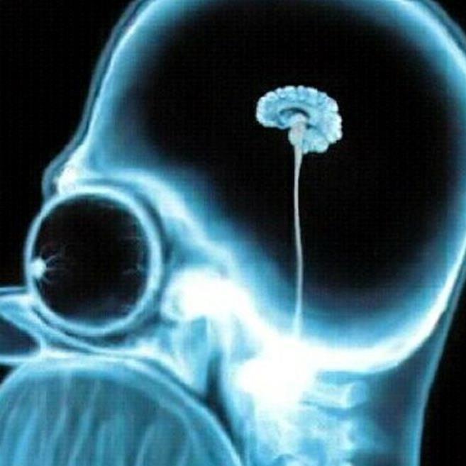 usatucerebro_cl Profile Picture