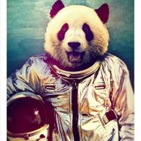 Panda In Space (@pandainspace_) 's Twitter Profile