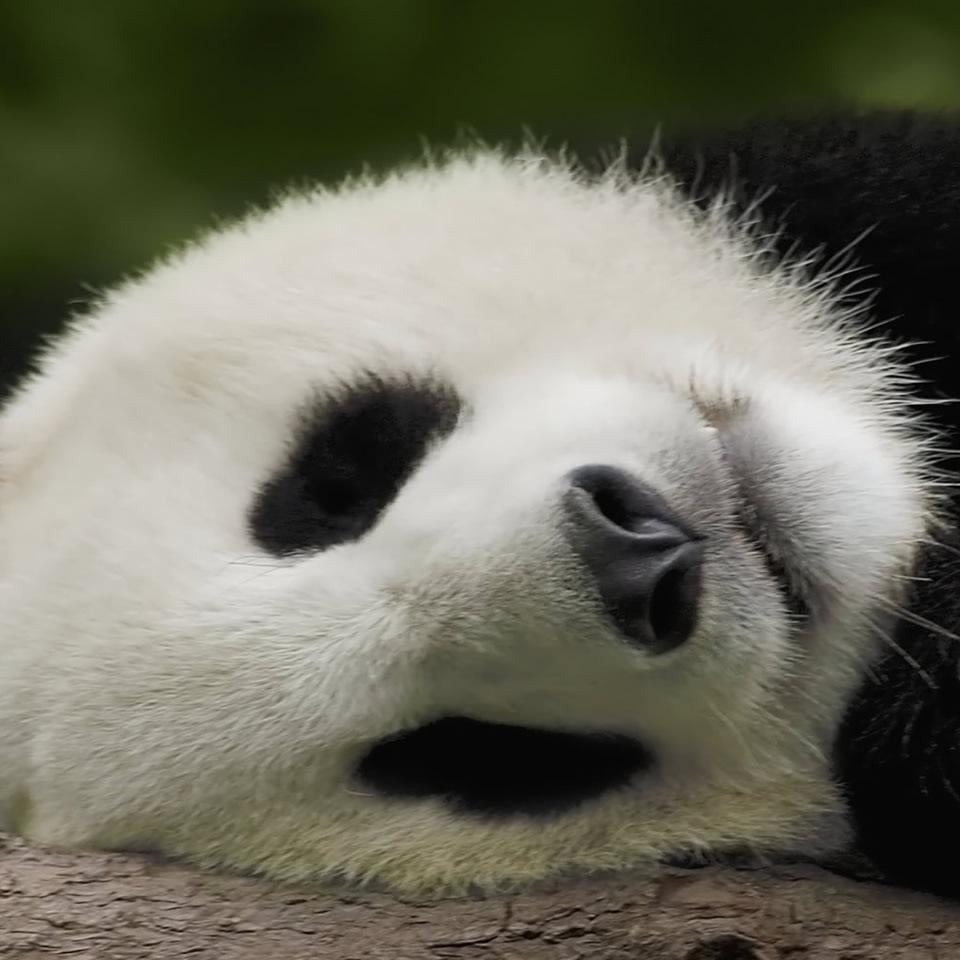 sato_sachi's profile picture. 