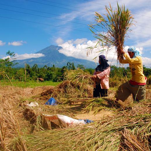 Makmur Desaku
