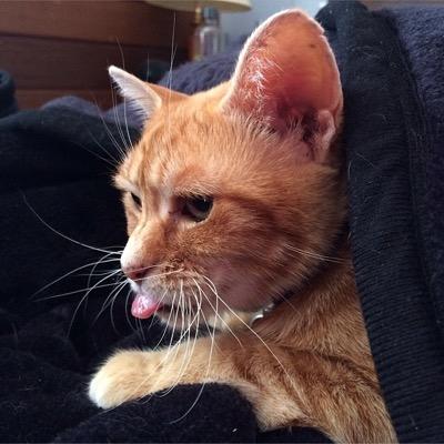 Chief spokescat for the Mini Kitty Commune. Sun Chaser. My breath smells like cat food.