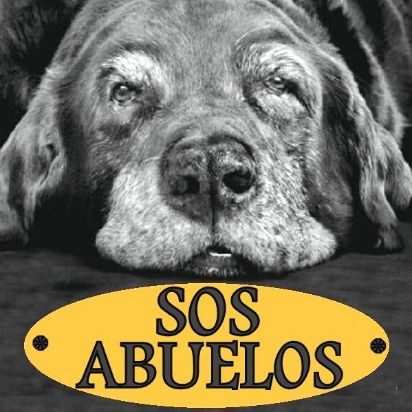 CUENTA PARA LA DIFUSION DE ANIMALES ANCIANOS
💚 Teaming de Sos Abuelos; https://t.co/Dmmh0djtyv