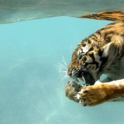 arffffsv's profile picture. 