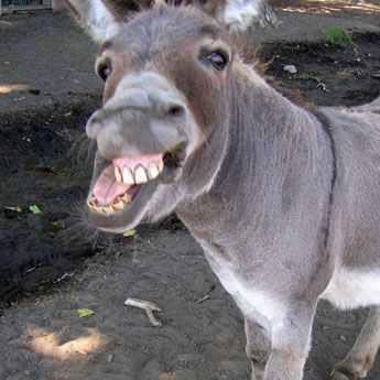 jahshmarawaw's profile picture. 