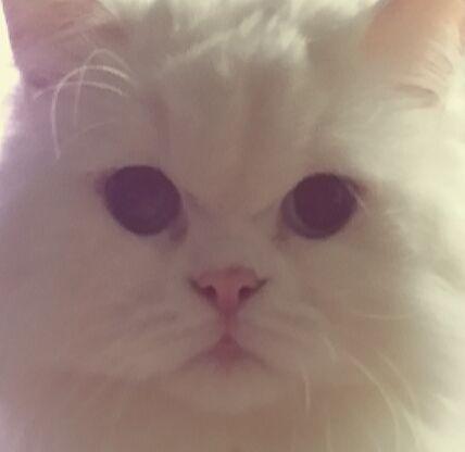 Le petit chat, BonBon♡