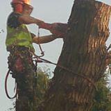 Broughton Astley based tree surgery, landscaping, grass cutting and snow clearance