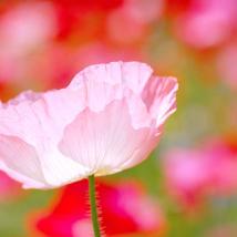 ひなげしは新垢へ移動