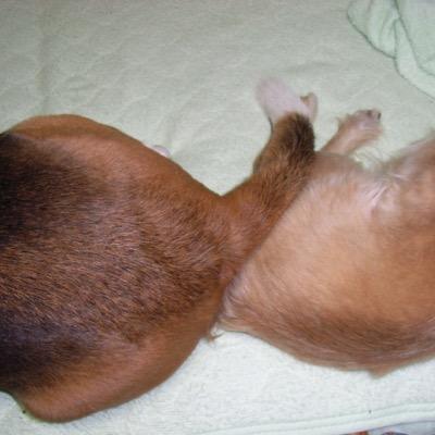 アイコンは虹の橋を渡ったビーグル犬のマークとミックス犬のチビの尻尾です😢アニメ・漫画・特撮・可愛い生き物が好きです😀無言フォローすみません🙇♂️