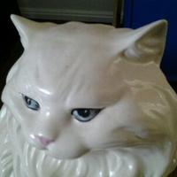 CoolcatWon(@CoolcatWon) 's Twitter Profile Photo