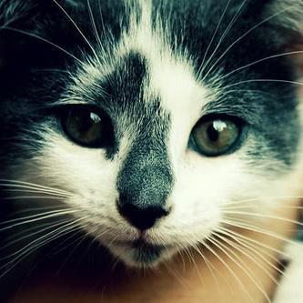 sahobrja's profile picture. No existe belleza sin entusiasmo