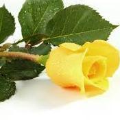 mmuscatla's profile picture. Ponekad sa razlogom romanticna, ne i pateticna...