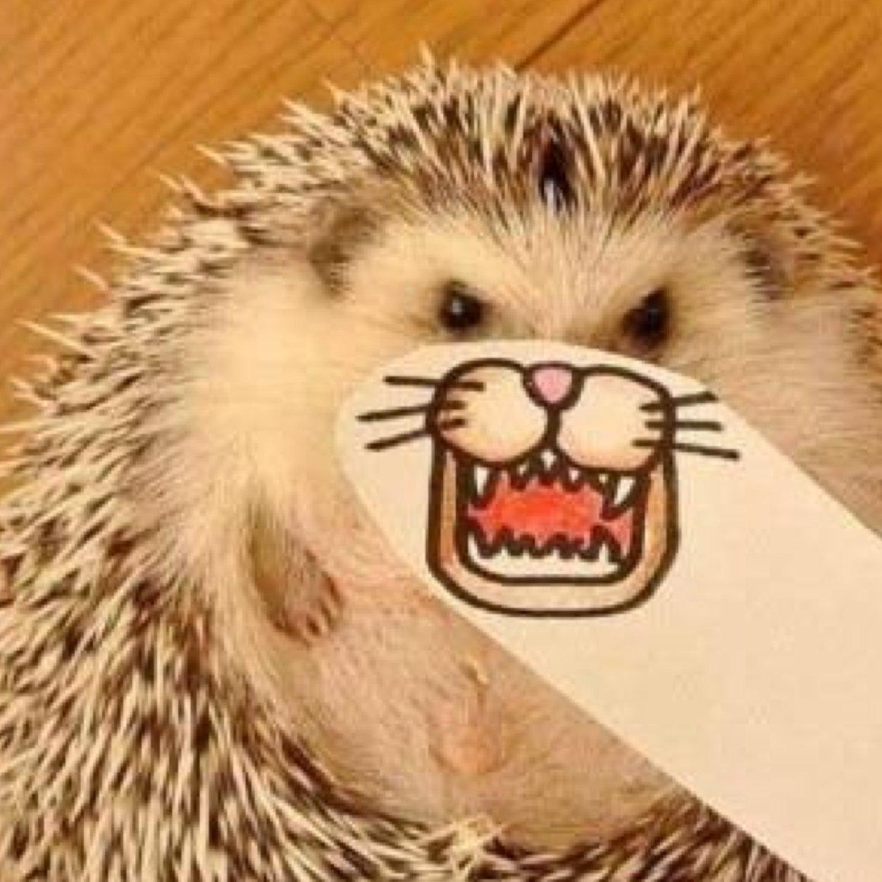 Porkbelly001's profile picture. 