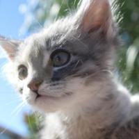BB Meow House Rescue(@BBMHRescue) 's Twitter Profile Photo
