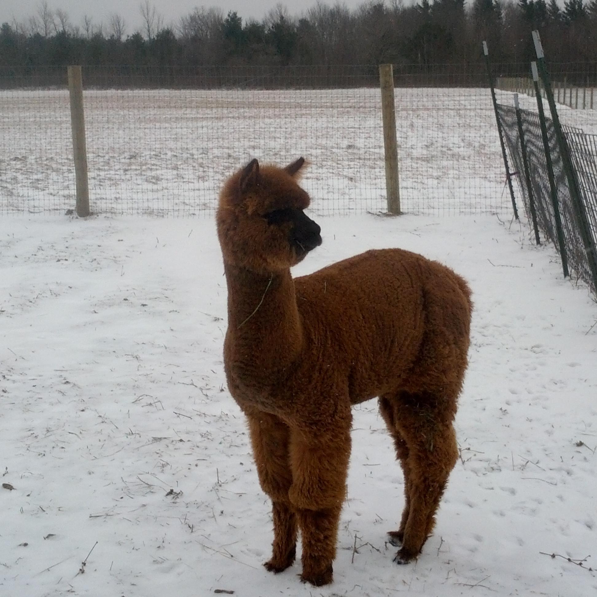 BereanHills's profile picture. quality alpacas and alpaca accessories in Western NY