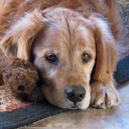 BruceSchnieber's profile picture. Enjoying retirement in the Willamette Valley with my amazing wife. Go Beavs ! Fan of OSU Beavers WBB and Mens Baseball Team