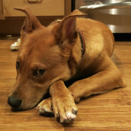 ThugVitas's profile picture. Former Alameda Animal Shelter dog, Out on bail, Fresh outta' jail, California dreamin'! Loving life at my forever home & workplaces.