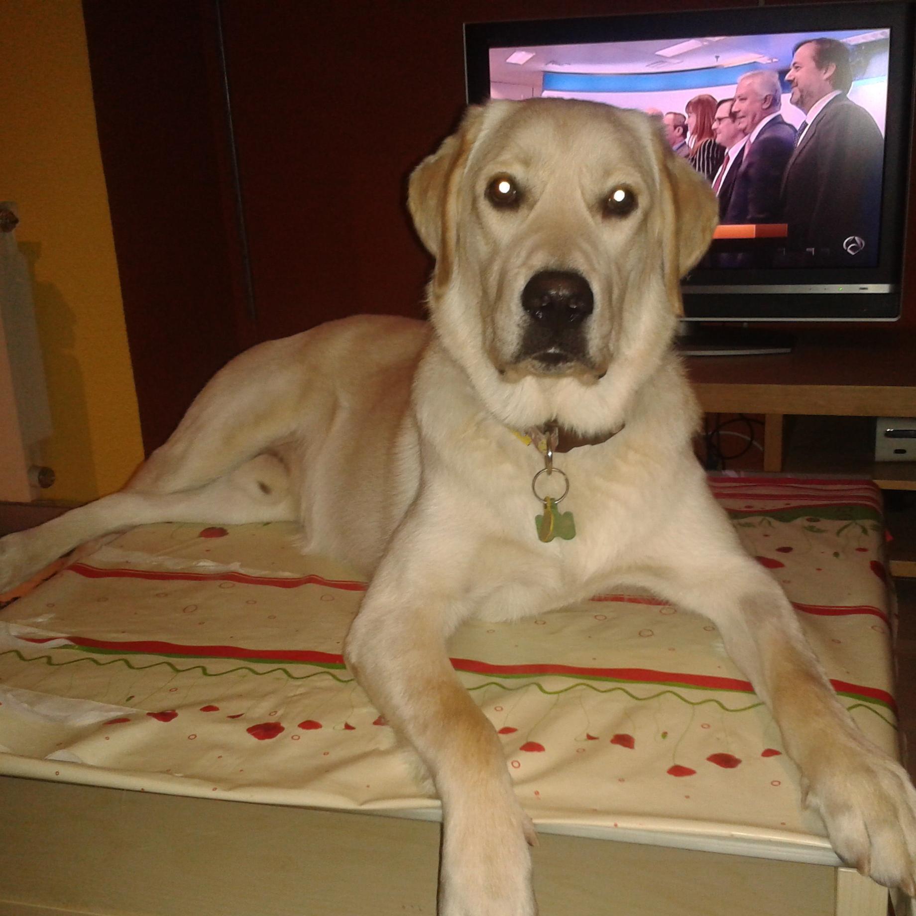 nemesis780's profile picture. funcionaria, amante de los animales, del cine y de las novelas romanticas