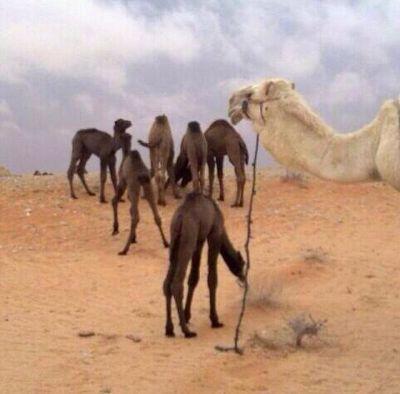 ‏استغفر الله العظيم وأتوب إليه