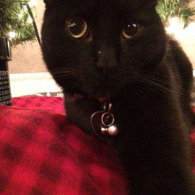 pussycat_man's profile picture. Just a black pussy kitty. I live indoors with my cat brother, some dumb dogs and my humans. I love to sneak in the garage. I am a mankitty.