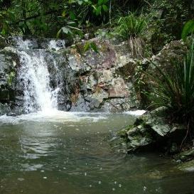 twinfallsnudist's profile picture. "the nude rainforest experience" Nude Bed and Breakfast, Rustic Cottage, camping and the Chalet, Lillyvan