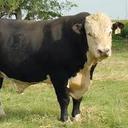 Tyler Wardle - @milkman139 - Twitter