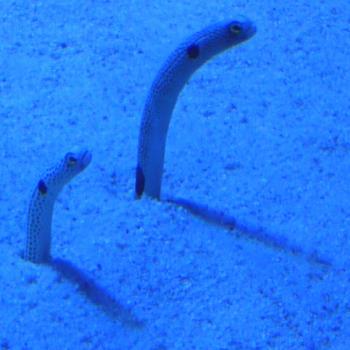 spottedgarden's profile picture. だいたい創作キャラについて。