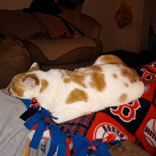 foldsct's profile picture. 