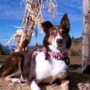 Robert Goss - @gossgang4 - Twitter