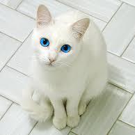 I a cat. Tuna~ice cream~whisky and sex.