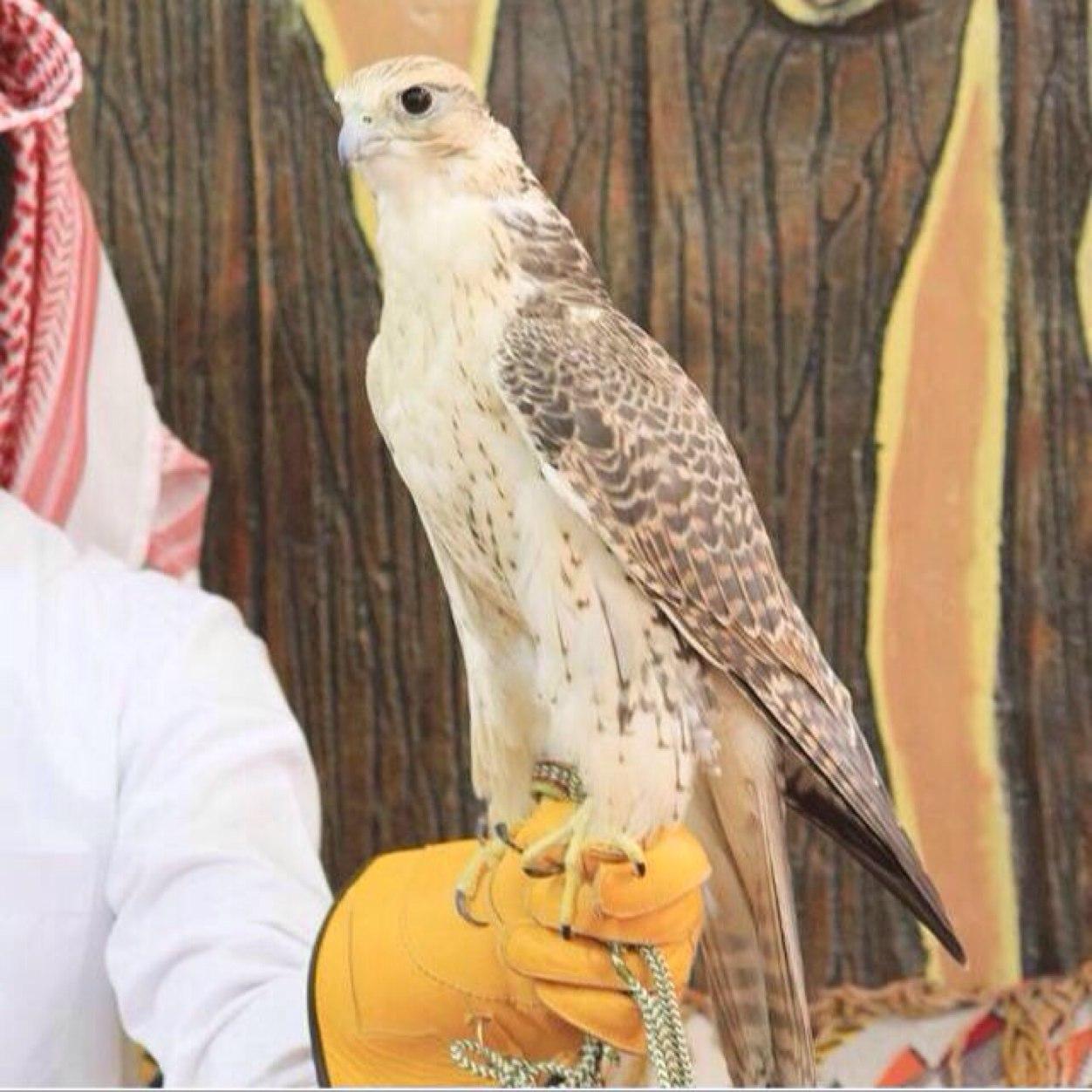 شاعر ع حسب المزاج ❤ 

‏مكتفي به لو كان غايب .