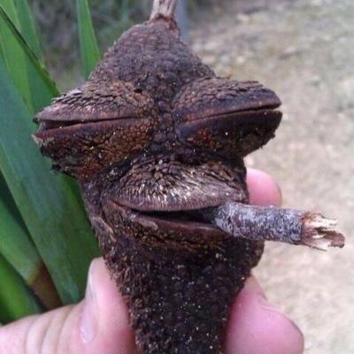 need weed asap!!