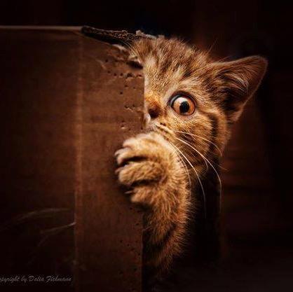 Roman-feuilleton de @CatDutigny_Elsa où il est notamment question d’un chat parlant et comprenant le langage des Humains, enquêtant sur une énigme diabolique...