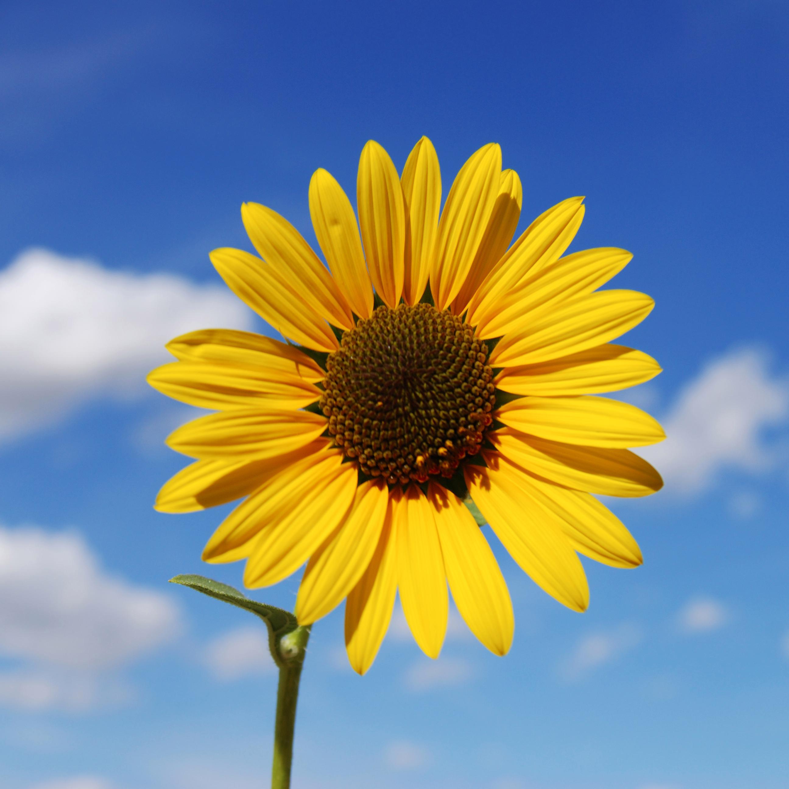 YahongX's profile picture. 