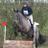 Steve_Lawrence2's profile image