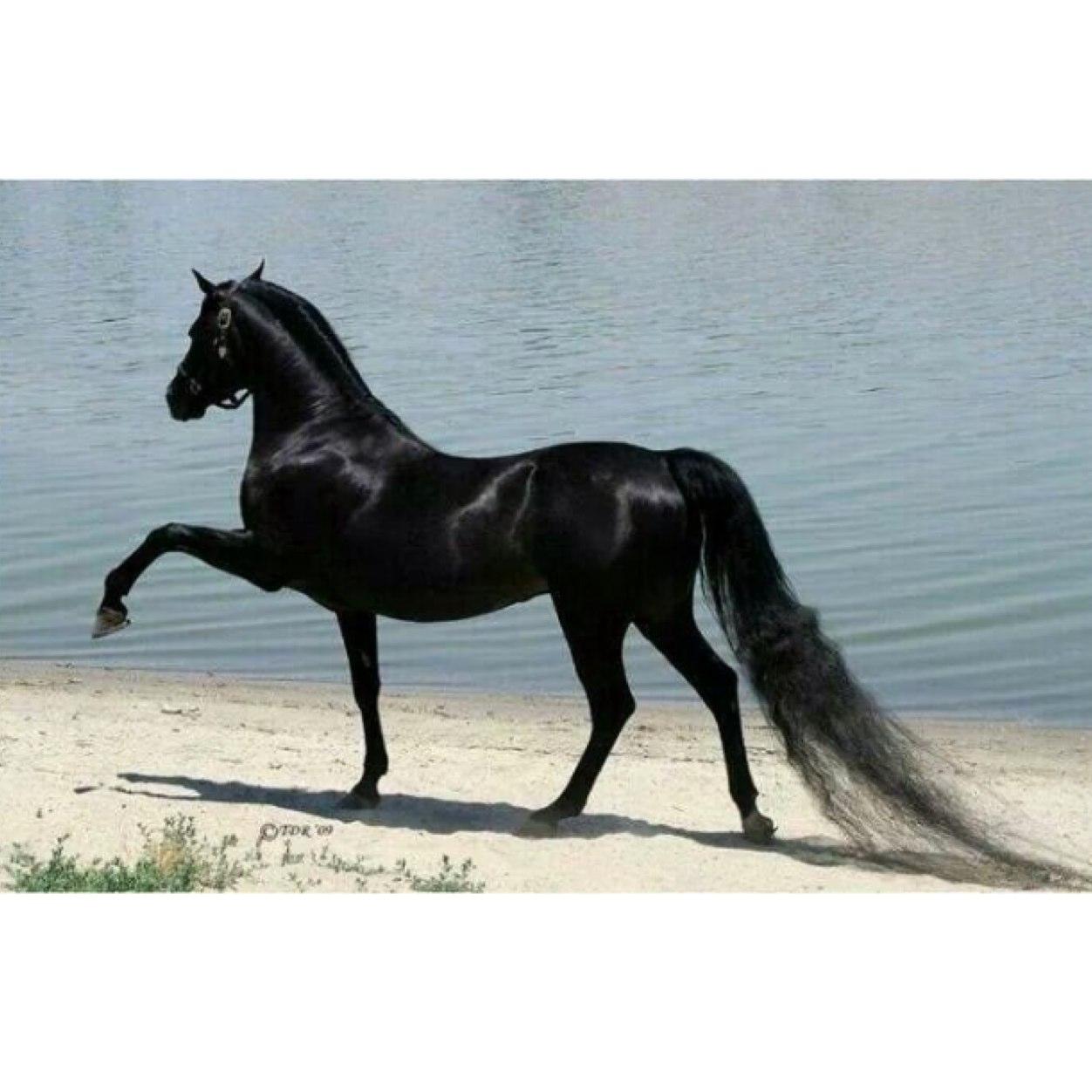استغفر الله واتوب اليه.