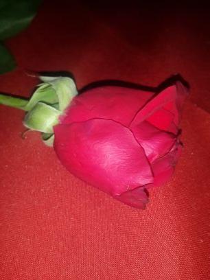 turka_02's profile picture. DEL GLORIOSO NOB!!!! SE QUE ESTAS EN LA ESTRELLA QUE MAS BRILLA .....TE EXTRAÑO !