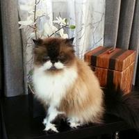 kittysmonks (@kittysmonks) 's Twitter Profile