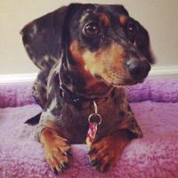 The SF Dachshund (@sfdachshund) 's Twitter Profile