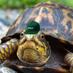 Turtle, the Creator (@turkeytheturtle) Twitter profile photo