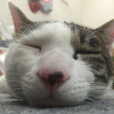 koshihikarippe's profile picture. お米の国の人