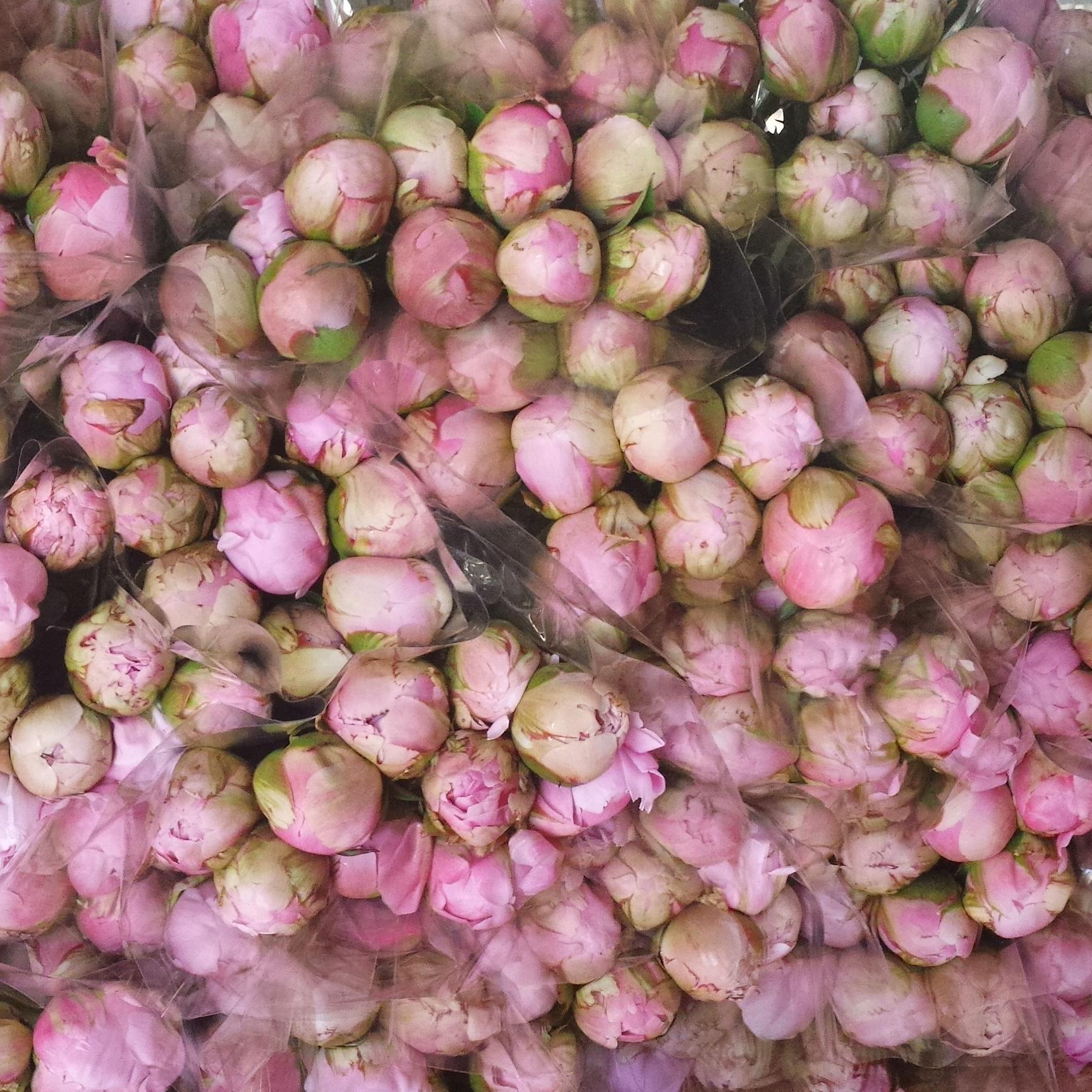 creeksideflower's profile picture. Producing quality flowers in the heart of Ontario's Garden