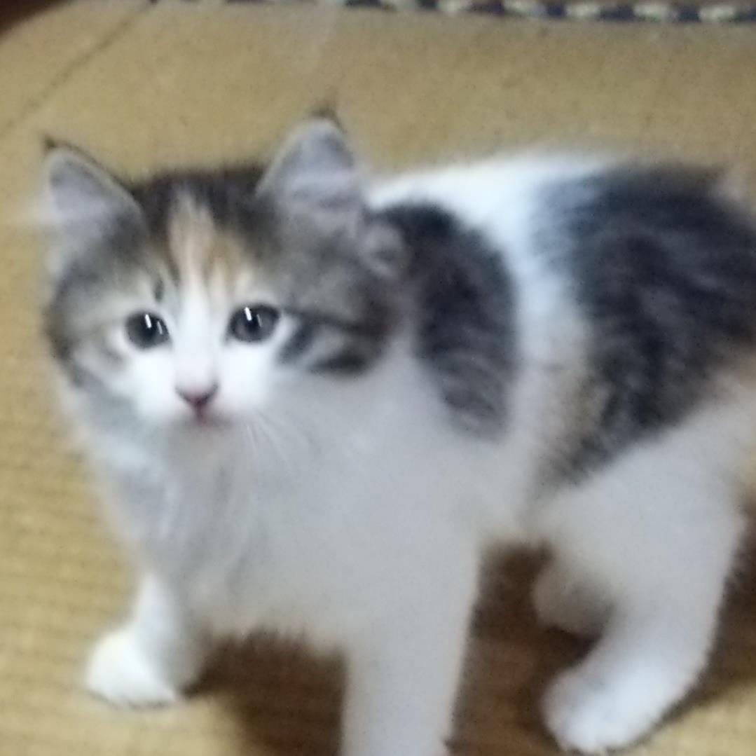 tc1407982158's profile picture. 立憲主義を尊重。核兵器や原発が全世界から無くなる事を願い、貧困や差別がなくなり人権が守られるように。日本の風土に合った植物の固定種を守ろう。正しい国家観正しい貨幣観を持とう。