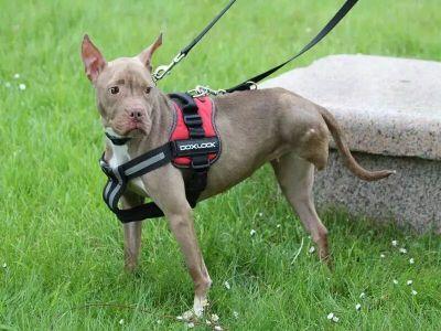 I foster and fund raise for pound puppy animal rescue.  I also work as a carer. anyone willing to share my go fund me to help pound puppy animal rescue buy kenn