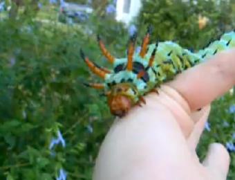 ヒッコリー ホーンド デビル Winterhoursahya Twitter